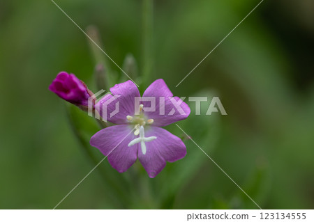 【新潟縣_佐渡_大紅花】7月在海岸邊盛開的瀕危物種Ⅱ 【新潟縣_佐渡_大紅花】7月在海岸邊盛開的瀕危物種Ⅱ 123134555