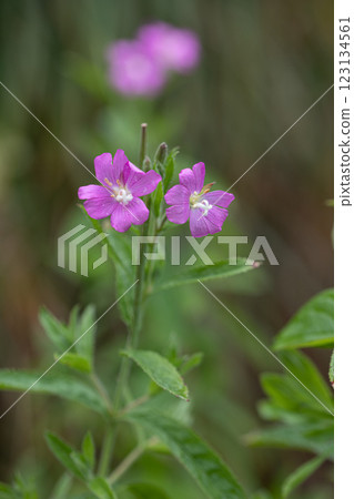 [Niigata Prefecture_Sado_Big Red Flower] Endangered species II blooming on the coastline in July 123134561