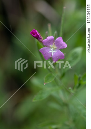 [Niigata Prefecture_Sado_Big Red Flower] Endangered species II blooming on the coastline in July 123134565