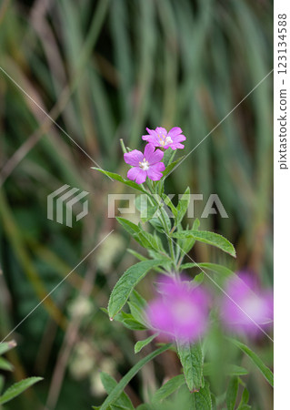【新潟縣_佐渡_大紅花】7月在海岸邊盛開的瀕危物種Ⅱ 【新潟縣_佐渡_大紅花】7月在海岸邊盛開的瀕危物種Ⅱ 123134588