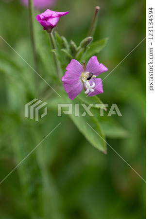 【新潟縣_佐渡_大紅花】7月在海岸邊盛開的瀕危物種Ⅱ 【新潟縣_佐渡_大紅花】7月在海岸邊盛開的瀕危物種Ⅱ 123134594