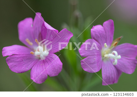 【新潟縣_佐渡_大紅花】7月在海岸邊盛開的瀕危物種Ⅱ 123134603