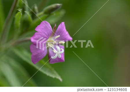 【新潟縣_佐渡_大紅花】7月在海岸邊盛開的瀕危物種Ⅱ 【新潟縣_佐渡_大紅花】7月在海岸邊盛開的瀕危物種Ⅱ 123134608