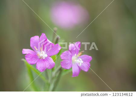 【新潟縣_佐渡_大紅花】7月在海岸邊盛開的瀕危物種Ⅱ 123134612