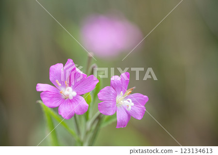 【新潟縣_佐渡_大紅花】7月在海岸邊盛開的瀕危物種Ⅱ 123134613