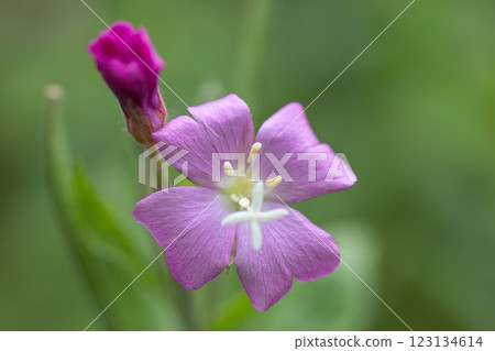 【新潟縣_佐渡_大紅花】7月在海岸邊盛開的瀕危物種Ⅱ 【新潟縣_佐渡_大紅花】7月在海岸邊盛開的瀕危物種Ⅱ 123134614