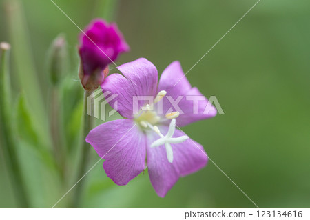 【新潟縣_佐渡_大紅花】7月在海岸邊盛開的瀕危物種Ⅱ 123134616