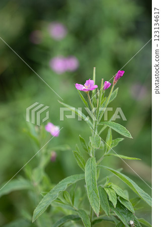 【新潟縣_佐渡_大紅花】7月在海岸邊盛開的瀕危物種Ⅱ 123134617