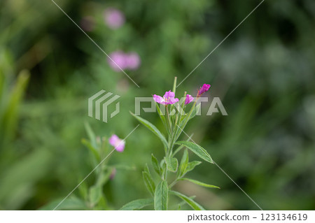 [Niigata Prefecture_Sado_Big Red Flower] Endangered species II blooming on the coastline in July 123134619
