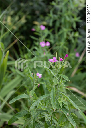 【新潟縣_佐渡_大紅花】7月在海岸邊盛開的瀕危物種Ⅱ 123134621