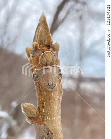 冬季登山時發現的日本胡桃冬芽 123134622