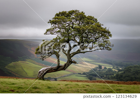 Majestic Tree in Lush Green Landscape 123134629