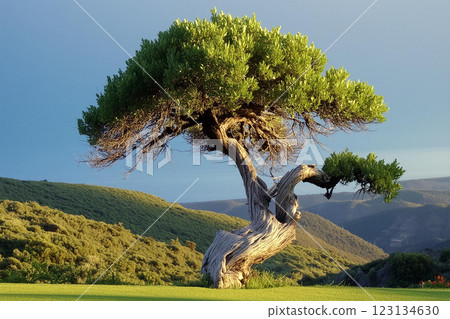 Majestic Tree in Lush Green Landscape 123134630
