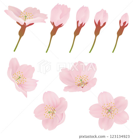 樹枝上盛開的櫻花插圖集 123134923
