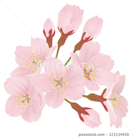 Illustration material of beautiful cherry blossoms blooming on the branches Illustration material of beautiful cherry blossoms blooming on the branches 123134930