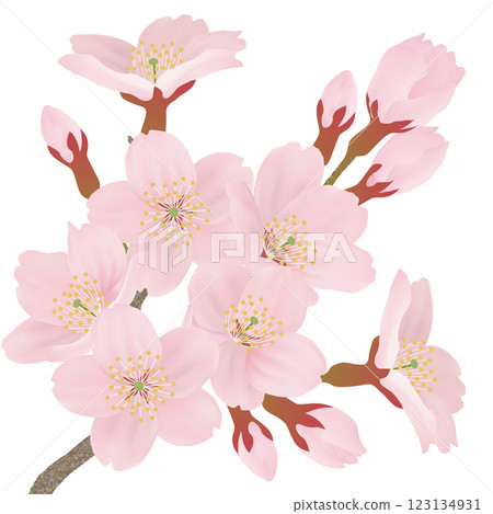 樹枝上盛開的櫻花插圖集 123134931