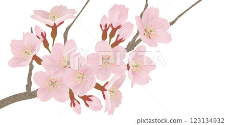 Illustration set of cherry blossoms blooming on a branch Illustration set of cherry blossoms blooming on a branch 123134932