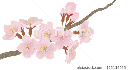 Illustration set of cherry blossoms blooming on a branch Illustration set of cherry blossoms blooming on a branch 123134933