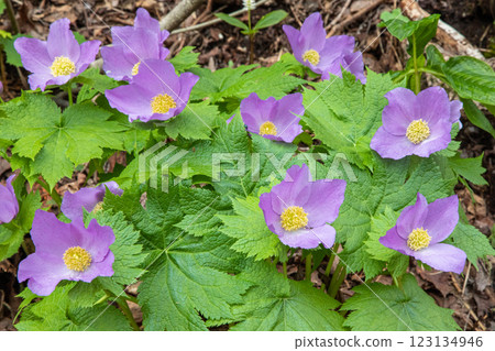 [新潟縣_佐渡_白根葵] 百花名花健行路線上的白根葵盛開 123134946