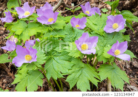 [Niigata Prefecture_Sado_Shirane-aoi] Shirane-aoi blooming on the trekking course of the 100 famous flowers of the mountains 123134947