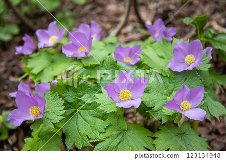 [新潟縣_佐渡_白根葵] 百花名花健行路線上的白根葵盛開 123134948