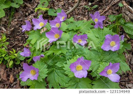 [新潟縣_佐渡_白根葵] 百花名花健行路線上的白根葵盛開 123134949