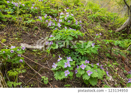 [新潟縣_佐渡_白根葵] 百花名花健行路線上的白根葵盛開 123134950