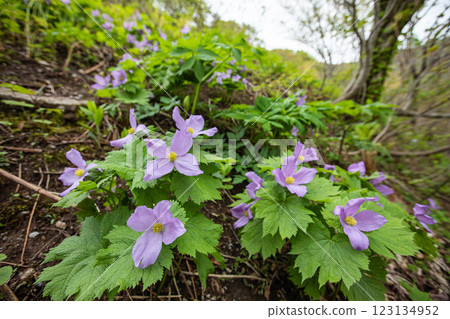 [新潟縣_佐渡_白根葵] 百花名花健行路線上的白根葵盛開 123134952