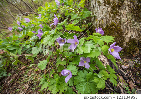 [Niigata Prefecture_Sado_Shirane-aoi] Shirane-aoi blooming on the trekking course of the 100 famous flowers of the mountains 123134953