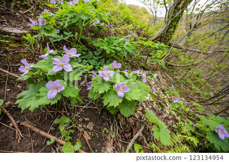 [新潟縣_佐渡_白根葵] 百花名花健行路線上的白根葵盛開 123134954