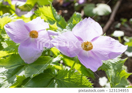 [新潟縣_佐渡_白根葵] 百花名花健行路線上的白根葵盛開 123134955
