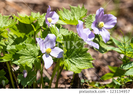[Niigata Prefecture_Sado_Shirane-aoi] Shirane-aoi blooming on the trekking course of the 100 famous flowers of the mountains 123134957