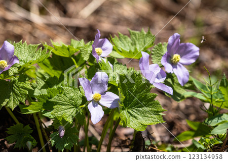 [Niigata Prefecture_Sado_Shirane-aoi] Shirane-aoi blooming on the trekking course of the 100 famous flowers of the mountains 123134958