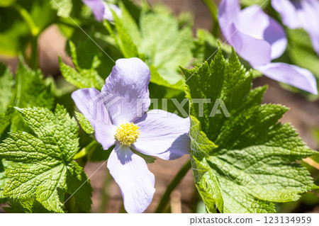 [新潟縣_佐渡_白根葵] 百花名花健行路線上的白根葵盛開 123134959