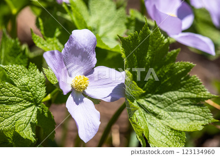 [新潟縣_佐渡_白根葵] 百花名花健行路線上的白根葵盛開 123134960
