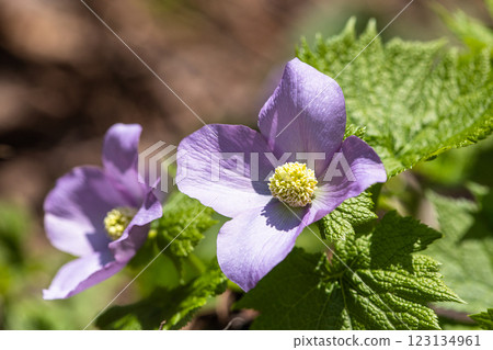 [新潟縣_佐渡_白根葵] 百花名花健行路線上的白根葵盛開 123134961