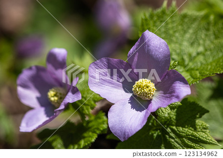 [新潟縣_佐渡_白根葵] 百花名花健行路線上的白根葵盛開 123134962