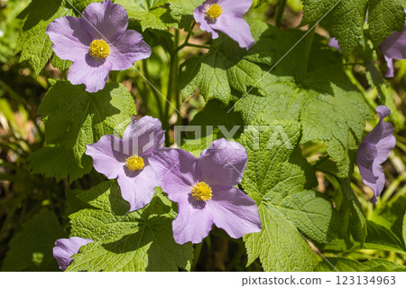 [Niigata Prefecture_Sado_Shirane-aoi] Shirane-aoi blooming on the trekking course of the 100 famous flowers of the mountains 123134963