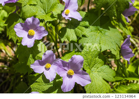 [Niigata Prefecture_Sado_Shirane-aoi] Shirane-aoi blooming on the trekking course of the 100 famous flowers of the mountains 123134964