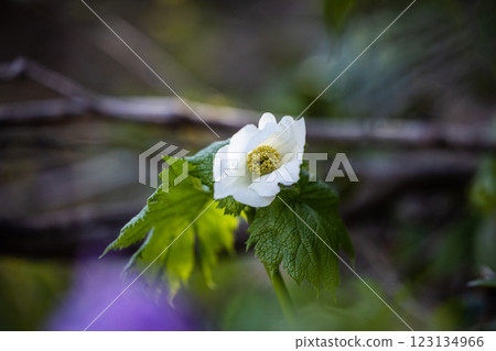 [Niigata Prefecture_Sado_Shirane-aoi] Shirane-aoi blooming on the trekking course of the 100 famous flowers of the mountains 123134966