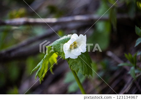 [新潟縣_佐渡_白根葵] 百花名花健行路線上的白根葵盛開 123134967