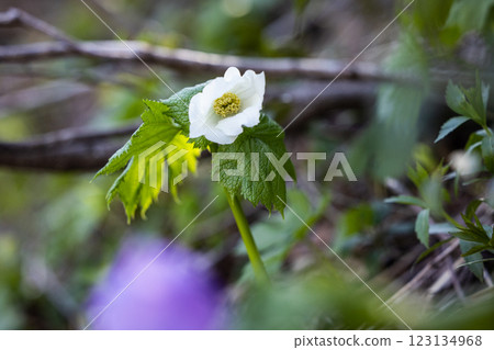 [新潟縣_佐渡_白根葵] 百花名花健行路線上的白根葵盛開 123134968