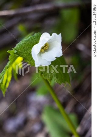[新潟縣_佐渡_白根葵] 百花名花健行路線上的白根葵盛開 123134969