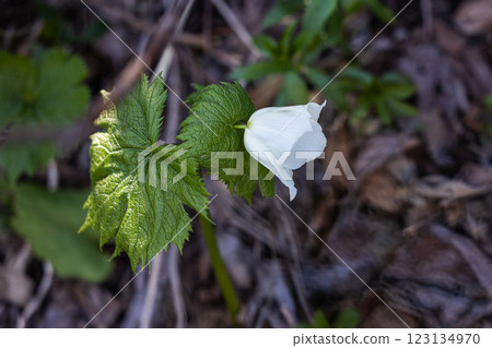 [Niigata Prefecture_Sado_Shirane-aoi] Shirane-aoi blooming on the trekking course of the 100 famous flowers of the mountains 123134970