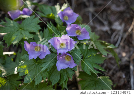 [新潟縣_佐渡_白根葵] 百花名花健行路線上的白根葵盛開 123134971