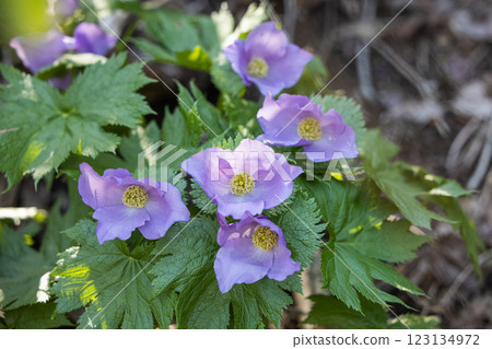 [新潟縣_佐渡_白根葵] 百花名花健行路線上的白根葵盛開 123134972