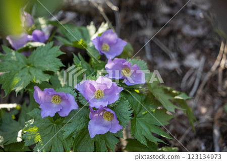 [Niigata Prefecture_Sado_Shirane-aoi] Shirane-aoi blooming on the trekking course of the 100 famous flowers of the mountains 123134973