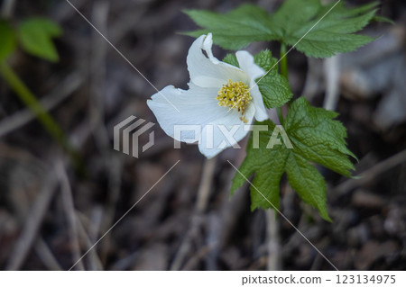 [新潟縣_佐渡_白根葵] 百花名花健行路線上的白根葵盛開 123134975