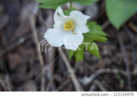 [新潟縣_佐渡_白根葵] 百花名花健行路線上的白根葵盛開 123134976