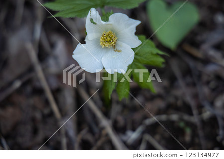 [Niigata Prefecture_Sado_Shirane-aoi] Shirane-aoi blooming on the trekking course of the 100 famous flowers of the mountains 123134977